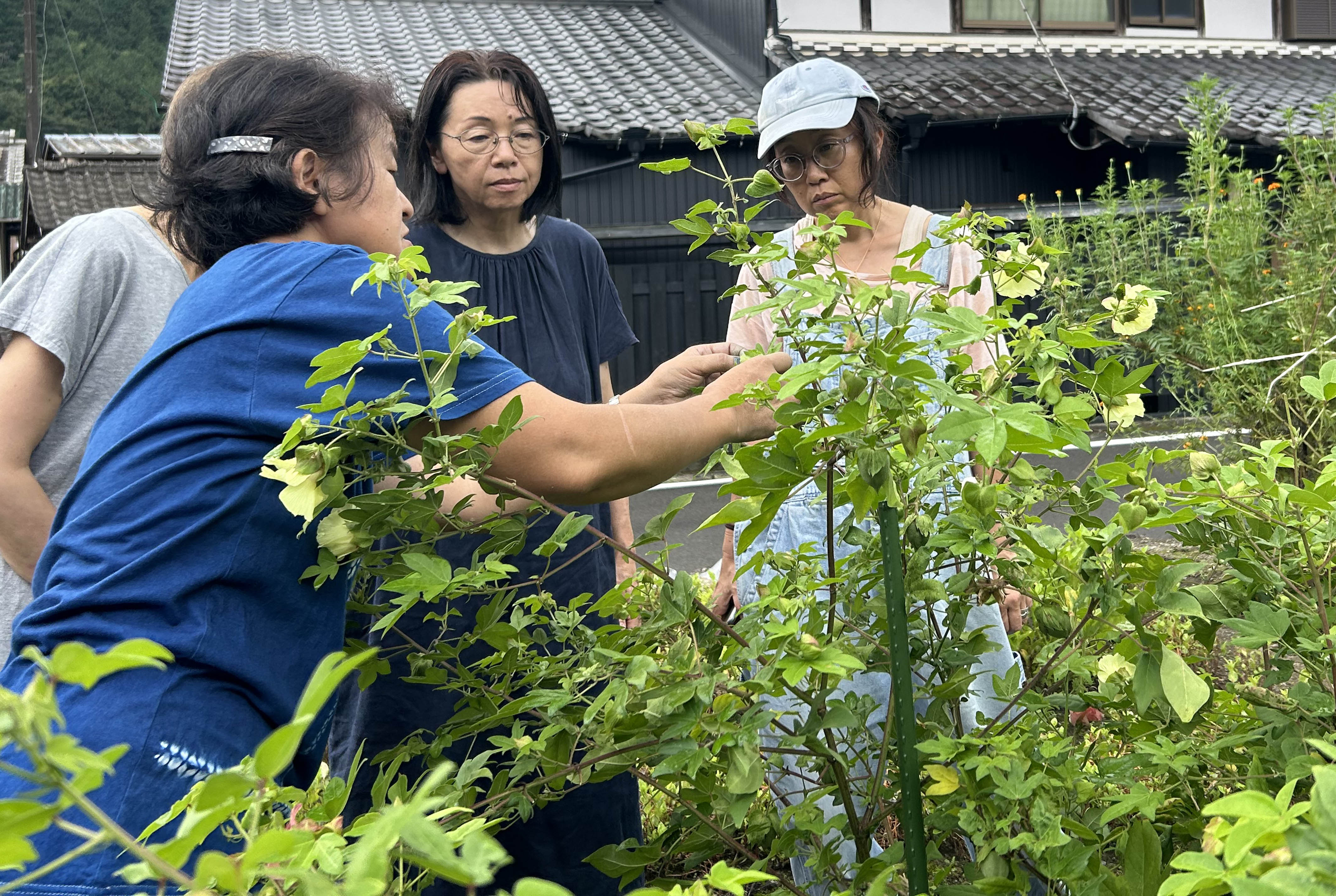 和綿について説明をする中谷先生（手前）