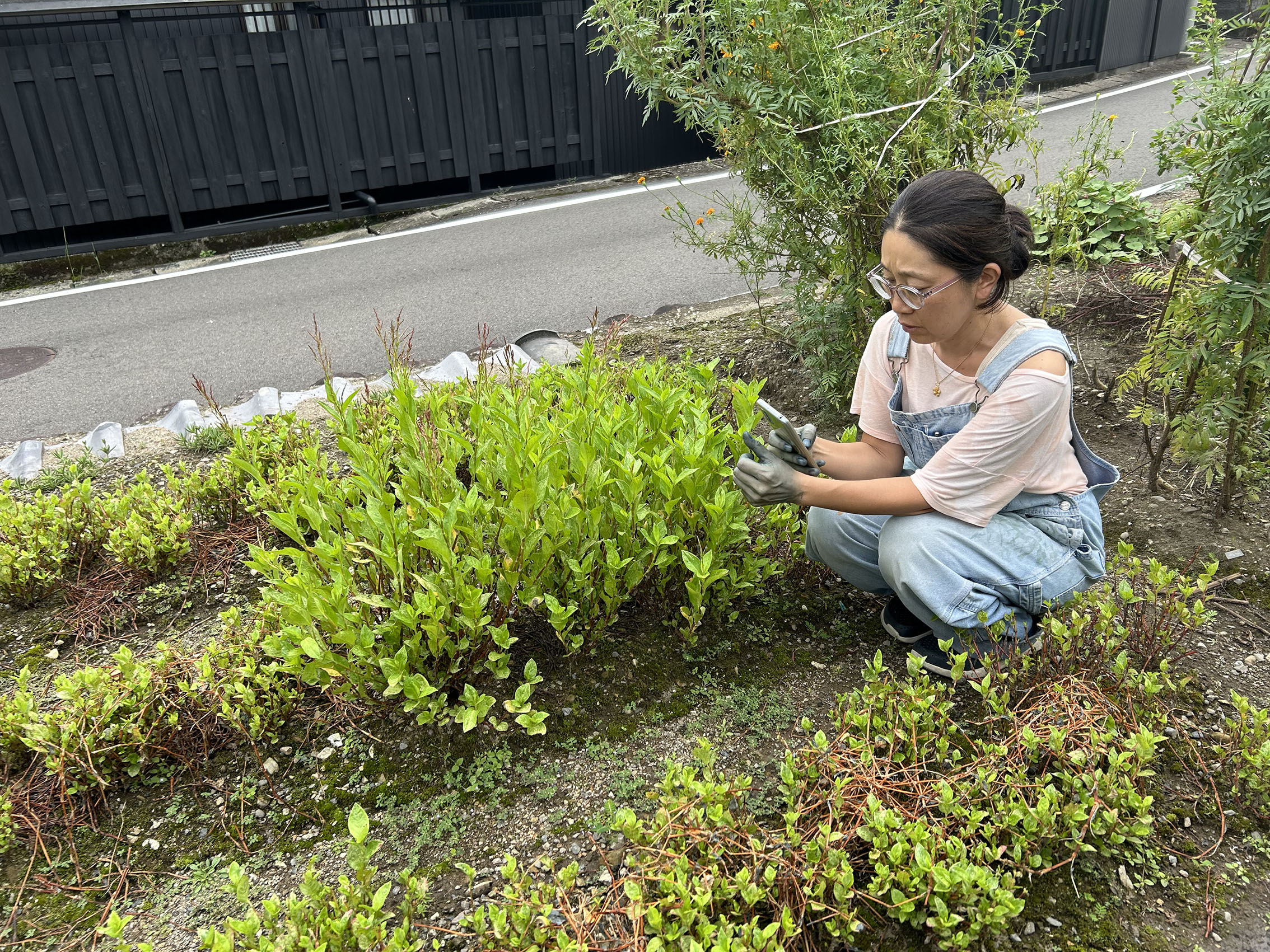 ▲藍で染まった手を、藍の畑でパシャリ！