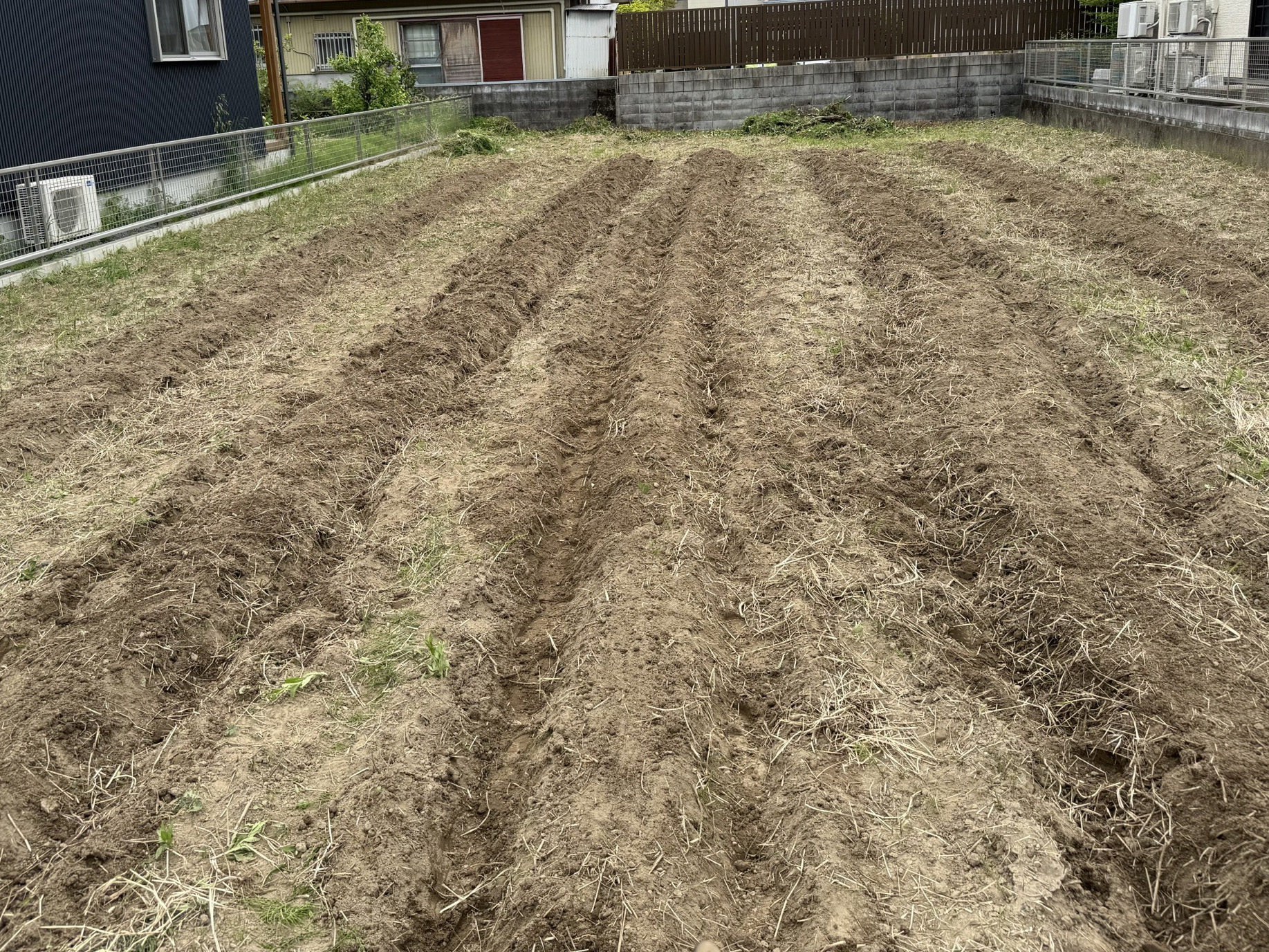 昨年よりも美しい仕上がりの畝!